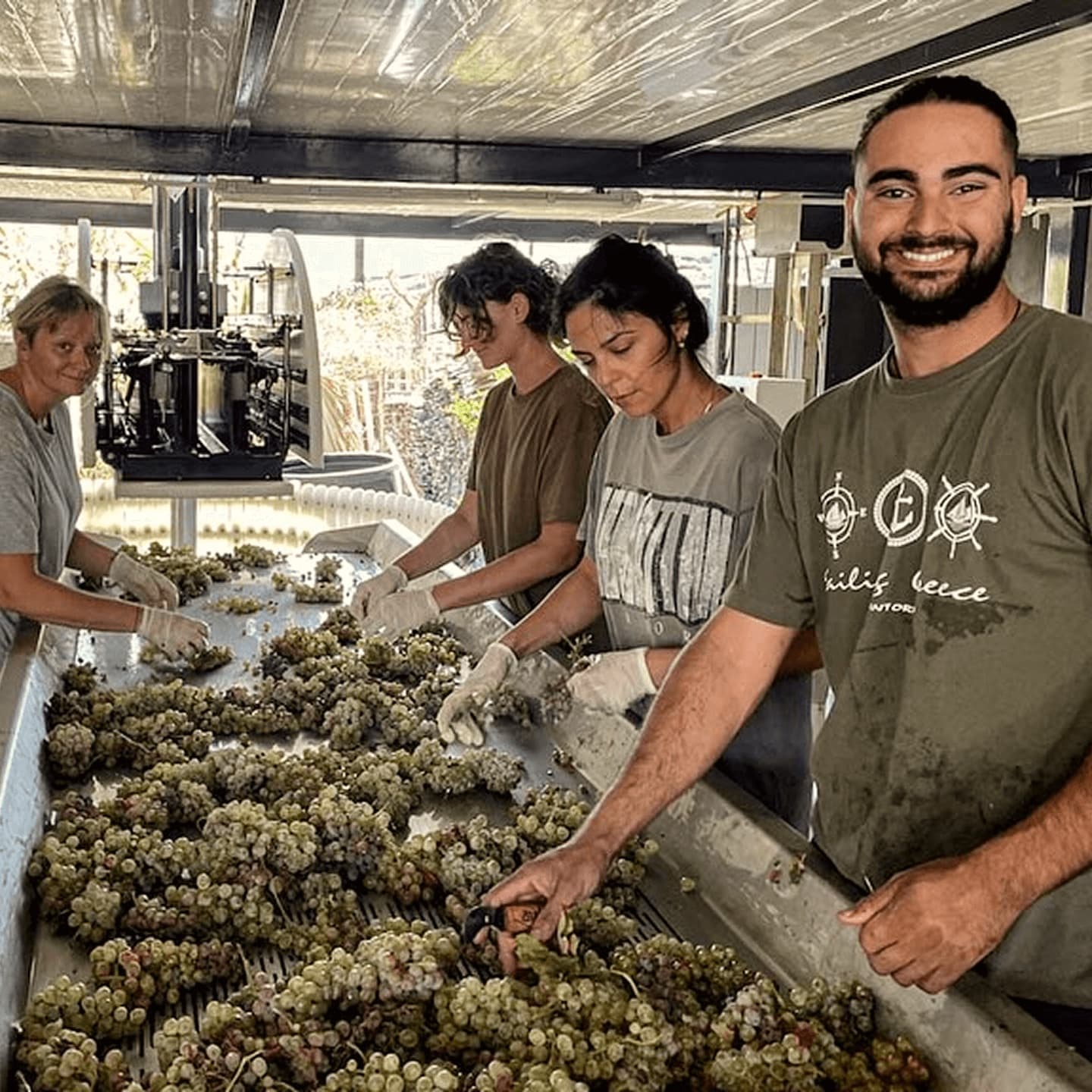 Vineyard team member