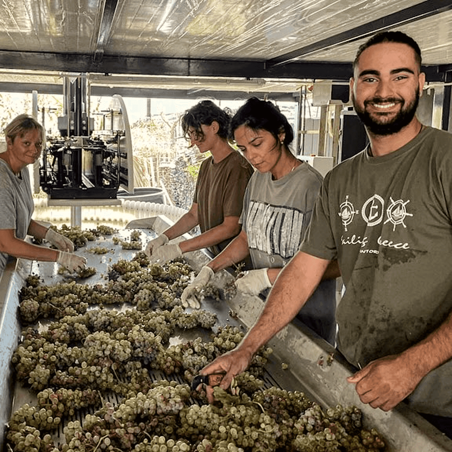 Vineyard team member