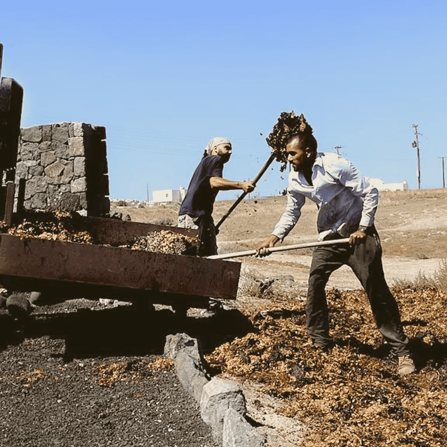 Vineyard team member