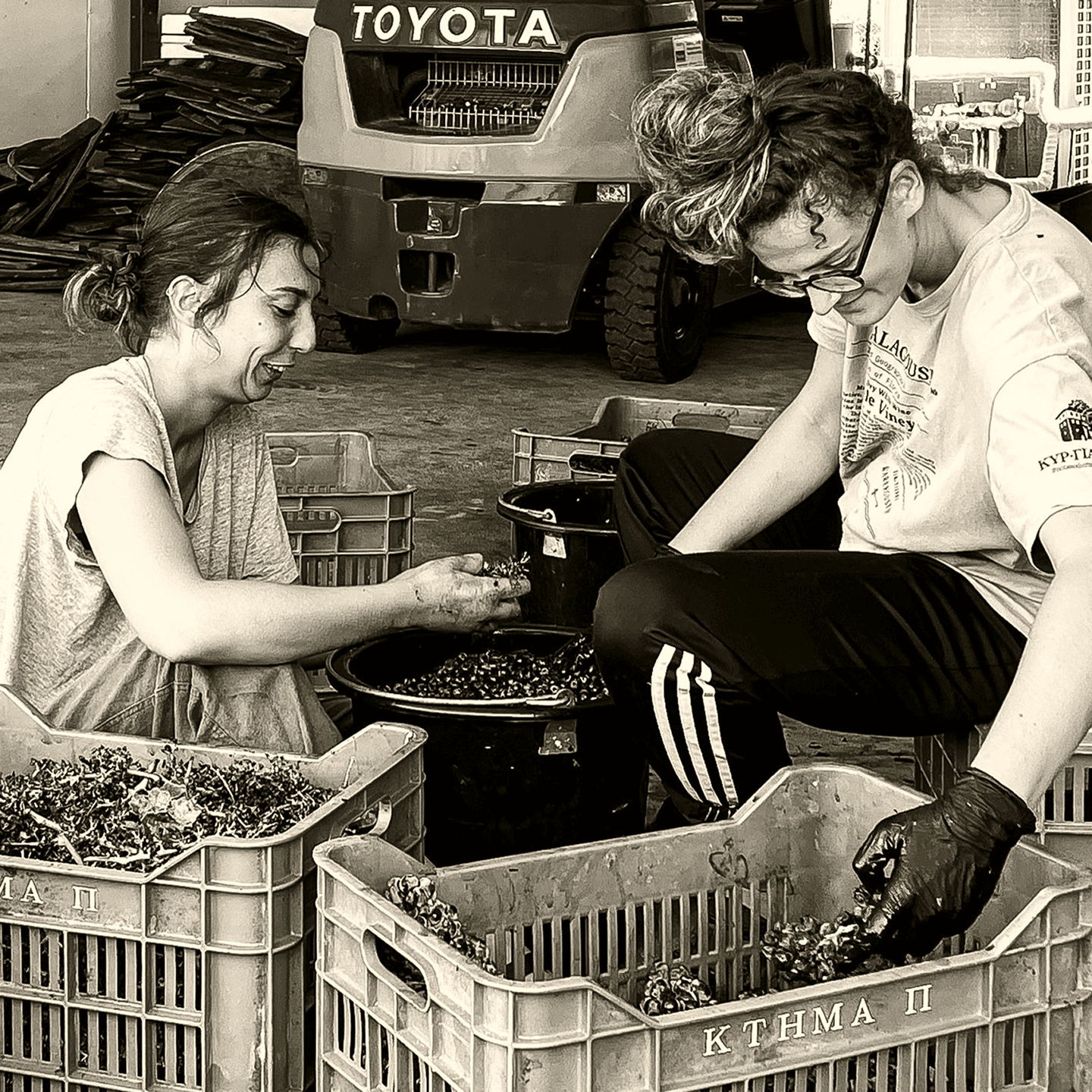 Vineyard team member